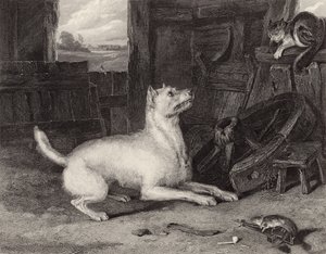 Intruz autorstwa Edwin Landseer