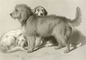Trzy psy autorstwa Edwin Landseer