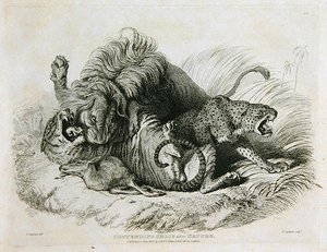 Konkurencja po Naturze, płyta 6 z Twenty Engravings of Lions, Tigers, Panthers & Leopards... ryt. Thomas Landseer (1795-1880) 1823