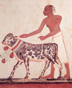 Chłop prowadzący krowę na ofiarę, z Grobowca Menny (malowidło ścienne) autorstwa Egyptian 18th Dynasty