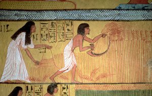 Fragment sceny żniw na wschodniej ścianie, z Grobowca Sennedjem, Wioska Robotnicza, Nowe Królestwo autorstwa Egyptian 19th Dynasty