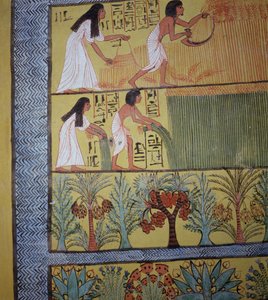 Fragment sceny żniw na wschodniej ścianie, z Grobowca Sennedjem, Wioska Robotnicza, Nowe Królestwo (malarstwo ścienne) (patrz także 19829-30 i 67891) autorstwa Egyptian 19th Dynasty
