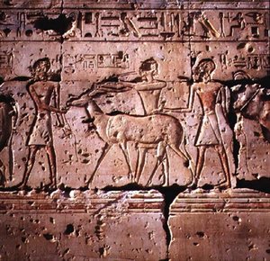 Płaskorzeźba przedstawiała oryksa prowadzonego w procesji na ofiarę, ze świątyni Ramzesa II, Nowe Królestwo autorstwa Egyptian 19th Dynasty