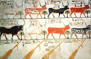 Siedem niebiańskich krów i święty byk i cztery stery nieba, z grobowca Nefertari, Nowe Królestwo (malowidło ścienne) autorstwa Egyptian 19th Dynasty