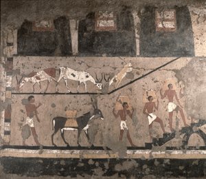 Scena rolnicza, malowidło ścienne usunięte z mastaby Ti w Sakkarze, Stare Królestwo, ok. 2494-2345 pne (malowany wapień)