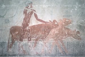 Bydło brodzące kanał w kaplicy Mastaba w Ti, Stare Państwo (malarstwo ścienne)