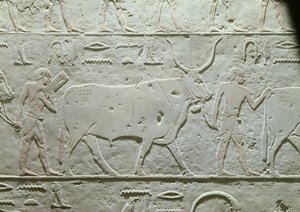 Pasterz prowadzący byka, fragment z Mastaby Achetotepa, z Sakkary, Stare Państwo, ok. 2500 pne (malowany wapień)