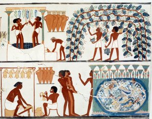 Art Egypt: zbieranie i deptanie winogron. Podobne Kolegium Grobowca Nachta, okres Amenophisa II (ok. 1450-1425 pne) Paryż, College De France
