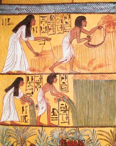 Fragment sceny żniw na wschodniej ścianie, z grobowca Sennedjem, wioski robotniczej autorstwa Egyptian Egyptian
