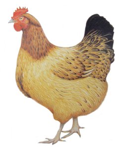 Kurczak, 2012 (akwarela i ołówek na papierze)