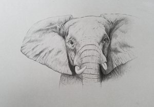 Słoń, 2011 (akwarela i ołówek na papierze) autorstwa Eleanor Grafton
