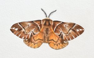 Kentish Glory Moth, 2023 r.