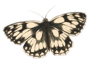 Marmurkowy biały motyl, 2019 (farba akwarelowa i ołówek)