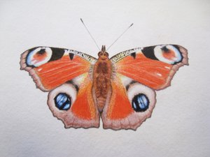 Paw Motyl, 2012 (akwarela i ołówek)