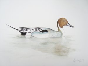Kaczka rogacz, 2011 (akwarela i ołówek) autorstwa Eleanor Grafton