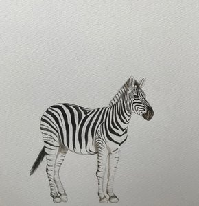 Zebra, 2018 (ołówek akwarelowy i farba)