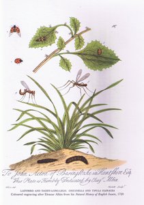 Lady Bird i Daddy Long Legs: Coccinella i Tipula Oleracea (kolor lito) autorstwa Eleazar (after) Albin