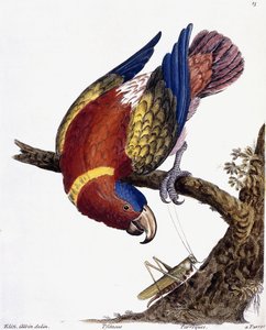 Papuga, 1731-1738