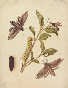 Privet Hawk Moths i Callajoppa Exaltatoria autorstwa Eleazar Albin