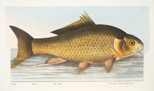 Karp, z „Traktatu o rybach i stawach rybnych”, wyd. 1832 (grawerowanie ręcznie kolorowane)