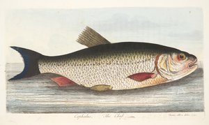 Kleń, z A Treatise on Fish and Fish-ponds, pub. 1832 (rycina ręcznie kolorowana) autorstwa Eleazar Albin