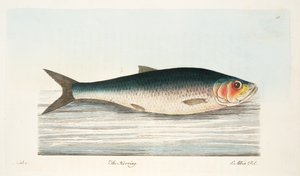 Śledź, z A Treatise on Fish and Fish-ponds, pub. 1832 (rycina ręcznie kolorowana)