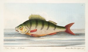 Okoń, z Traktatu o rybach i stawach rybnych, wyd. 1832 (grawerowanie ręcznie kolorowane)