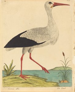 Bocian Ciconia Alba, opublikowany 17311738.