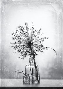 Monochromatyczne studium botaniczne