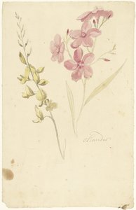 Oleander i hamulec