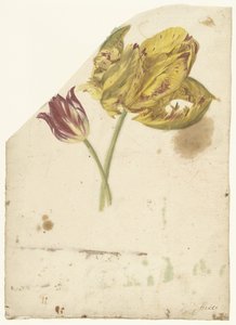 Studium dwóch tulipanów