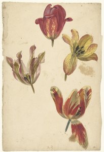 Studia czterech tulipanów autorstwa Elias van Nijmegen