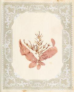 Wodorosty autorstwa Eliza A. Jordson