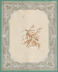 Wodorosty autorstwa Eliza A. Jordson