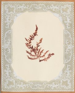 Wodorosty autorstwa Eliza A. Jordson