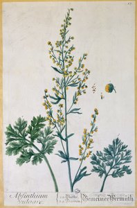 Absynt, talerz z "Herbarium Blackwellianum" artysty, 1757 (kolorystyka) autorstwa Elizabeth Blackwell