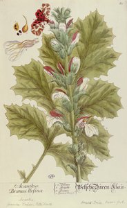 Acanthus Branca Ursina, z Ciekawego zielnika, wydanego w Norymberdze w 1757 r.