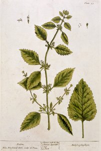 Balsam, płyta 27 z "Ciekawego ziela", wydana 1782 (kolorowa grawerunek)