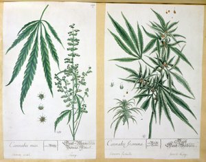Cannabis mas i Cannabis foemina, z „Herbarium Blackwellianum”, 1757 (pióro i atrament i toaleta na papierze)