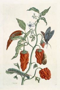Żywokost, z „Ciekawy zielnik”, 1782 (kolorowy grawerunek)