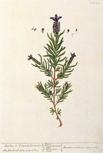 Lawenda francuska, tabliczka 241 z "Ciekawego zielnika", wydana 1782 (kolor grawerowany) autorstwa Elizabeth Blackwell