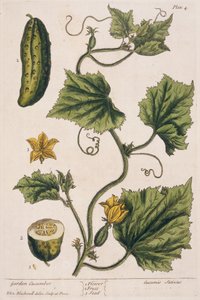Ogórek ogrodowy, tablica 4 z "Ciekawego zielnika", wydana w 1782 r. (kolorowa grawerunek) autorstwa Elizabeth Blackwell