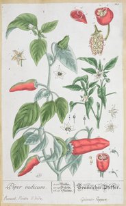 Papryka gwinea (Piper Indicum) tabliczka 129 z niemieckiego wydania „Ciekawego zielnika”, wydanego w 1757 r.