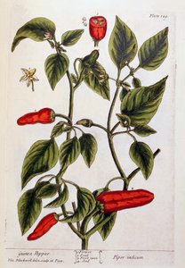 Papryka gwinejska, tabliczka 129 z "Ciekawego zielnika", wydana w 1782 r. (kolorowa grawerunek) autorstwa Elizabeth Blackwell