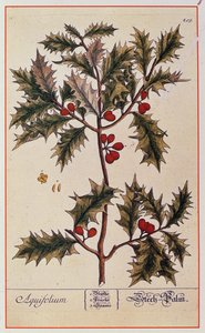 Holly z „Ciekawy zielnik”, 1782 autorstwa Elizabeth Blackwell