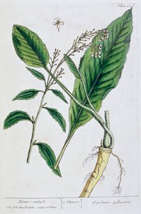 Chrzan, 1782 autorstwa Elizabeth Blackwell