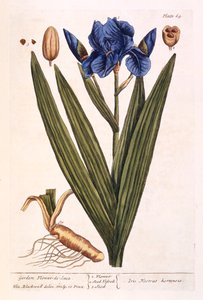 Irys, płyta 69 z "Ciekawskiego zielnika", wydana w 1782 r. (kolorowa grawerunek) autorstwa Elizabeth Blackwell