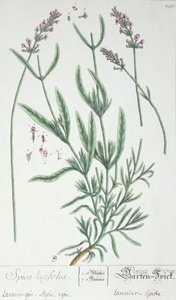 Lawendowy kolec, talerz z "Herbarium Blackwellianum" artysty, 1757 (pióro i atrament i wc na papierze) autorstwa Elizabeth Blackwell