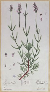 Lawenda, tablica z "Herbarium Blackwellianum", 1757 (pióro, tusz i wc na papierze) autorstwa Elizabeth Blackwell
