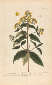 Lysimachia (Loosestrife), tablica 278 z „A Curious Herbal”, tom II, Londyn, 1737 autorstwa Elizabeth Blackwell